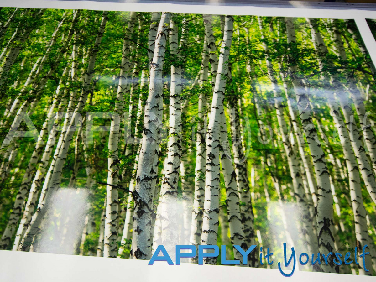 transparent window film, large photos, forest, trees