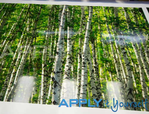 Transparent window film, large photos, forest, trees